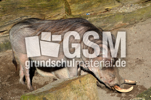 Warzenschwein (2).jpg